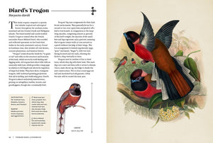 Vintage Birds: A Guidebook and Matching Game